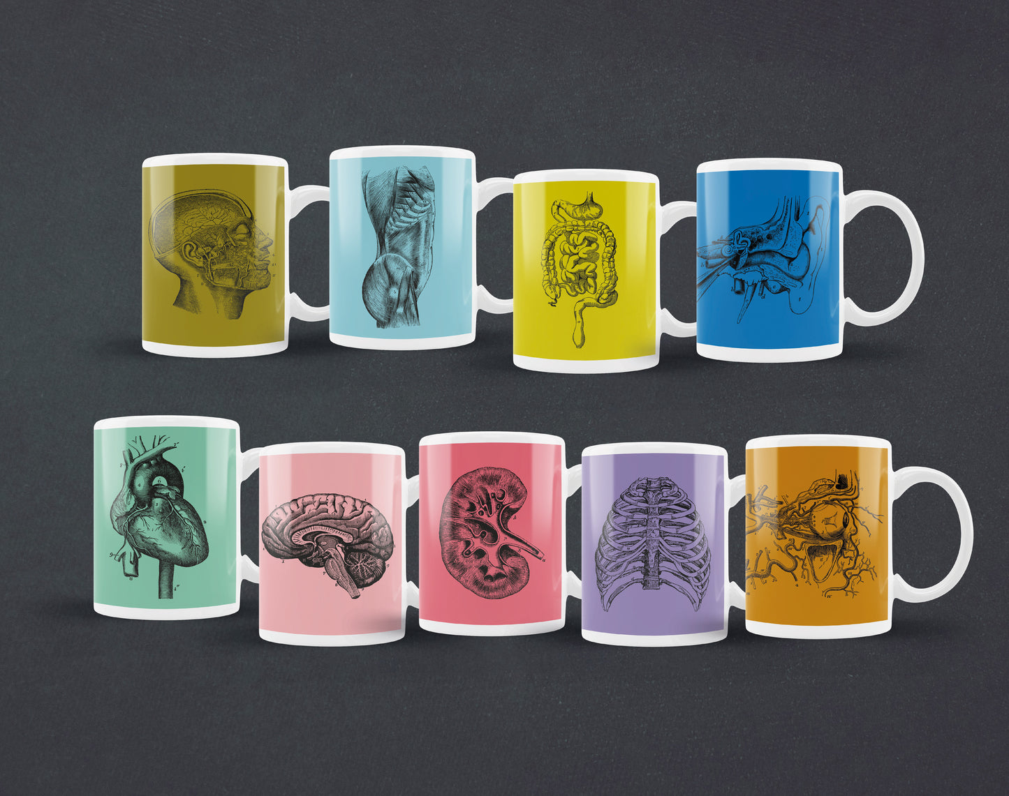 Keramiktassen Vintage Anatomie | 325 ml | Niere, Gehirn, Herz, Torso, Schädel, Brustkorb
