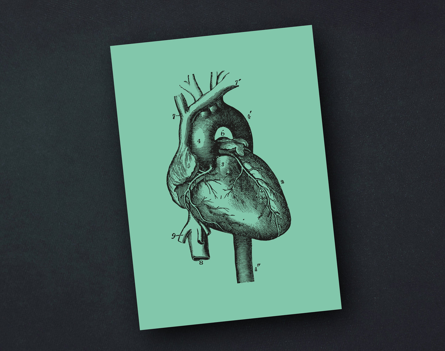 Postkarte | "Human Heart" | Menschliches Herz | anatomische Vintage Zeichnung | A6